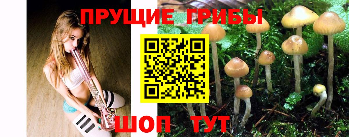 где можно купить наркотик  Псилоцибиновые грибы MAGIC MUSHROOMS  Вход с VPN  Нерюнгри 